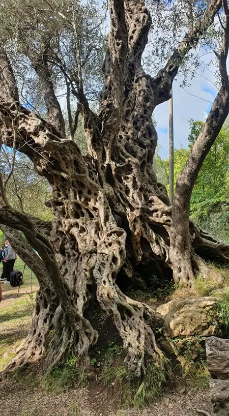 Olive Tree in Ivanovići