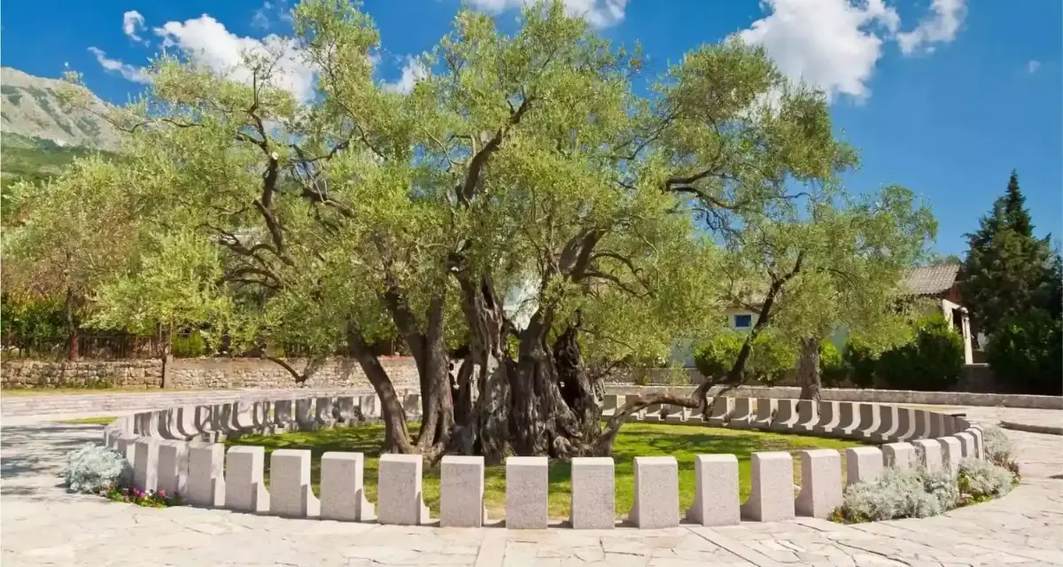 Stara maslina na Mirovici