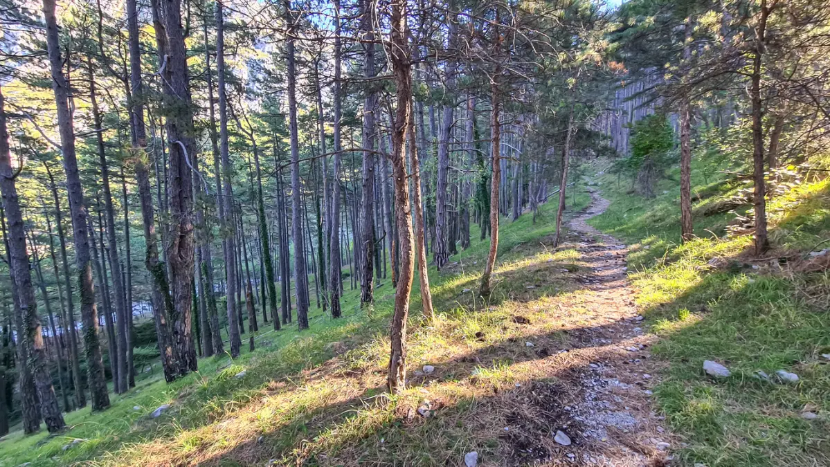 שמורות היער ופלורת Lovćen