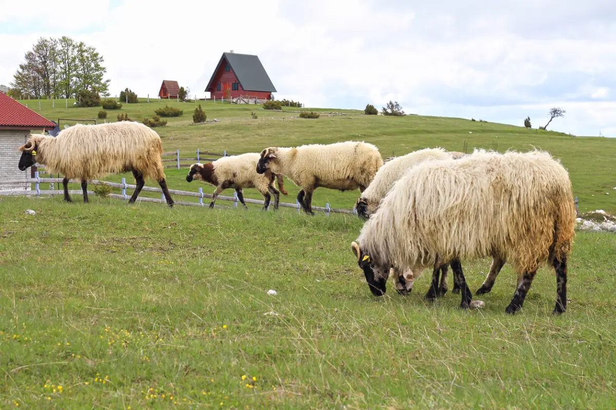 צפייה בחיות בר וצילום טבע