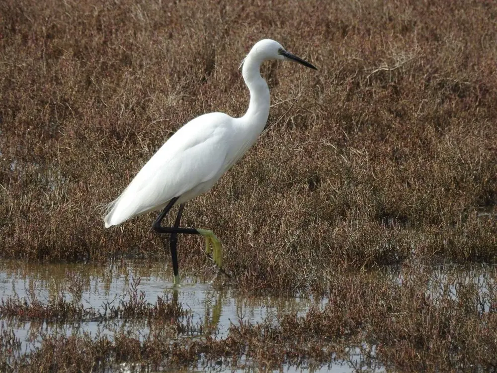 צפייה בציפורים ב-Solila