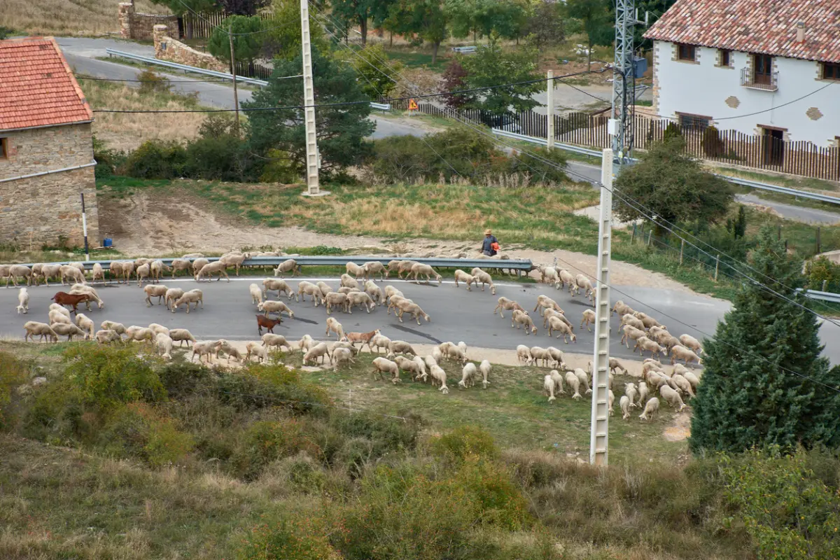 Autentična transhumance