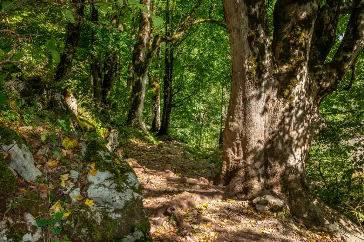 Biogradska gora - živa prašuma