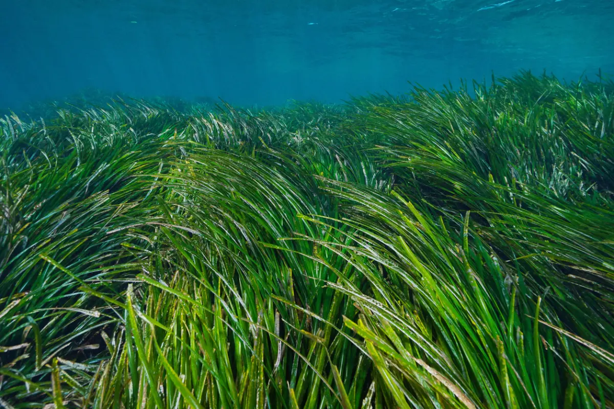 Bosques submarinos de Posidonia