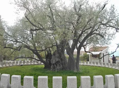 Old olive in Bar, Montenegro