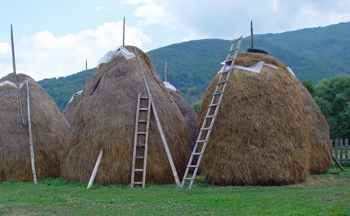 Kuru Ot ve Katun