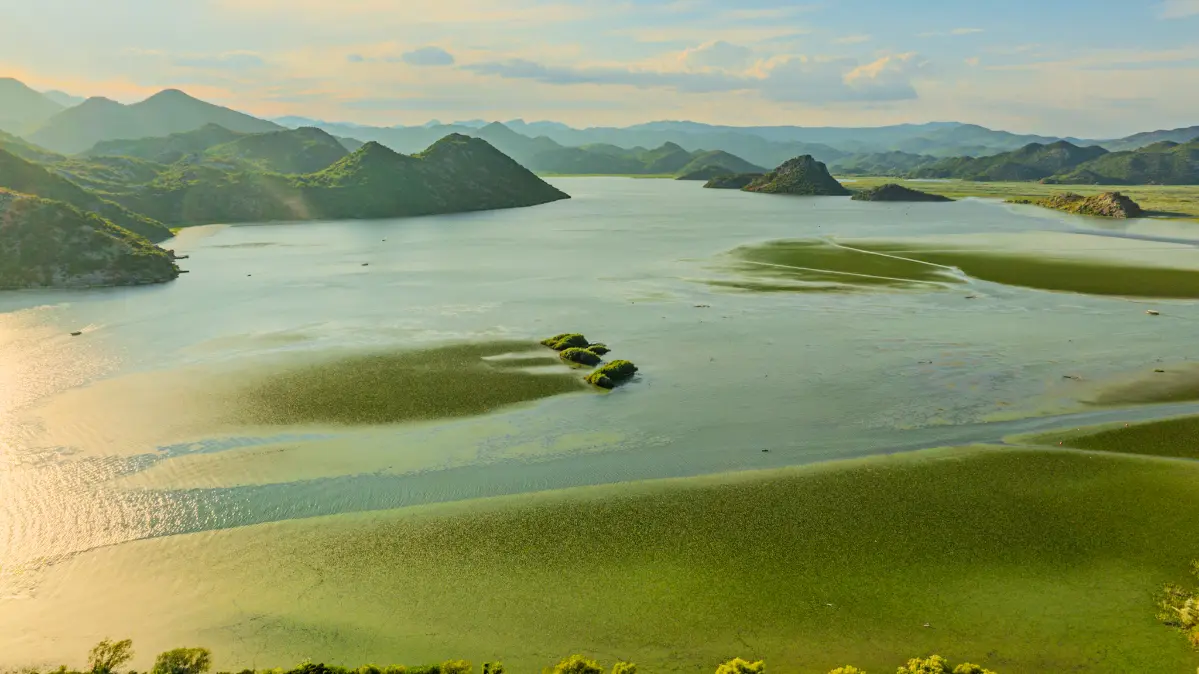 Nénuphars et oiseaux du lac de Skadar