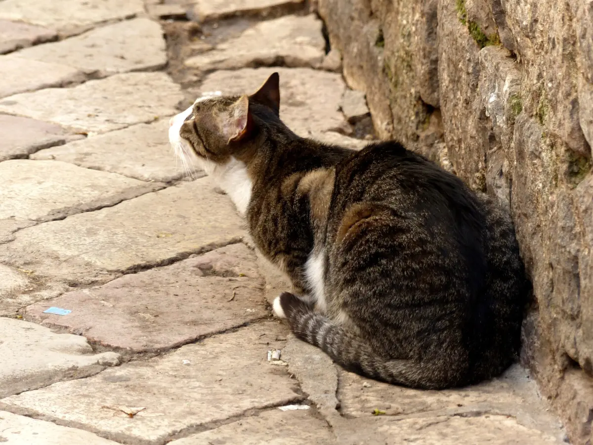 Square of Our Lady of the Angels and Kotor's cats