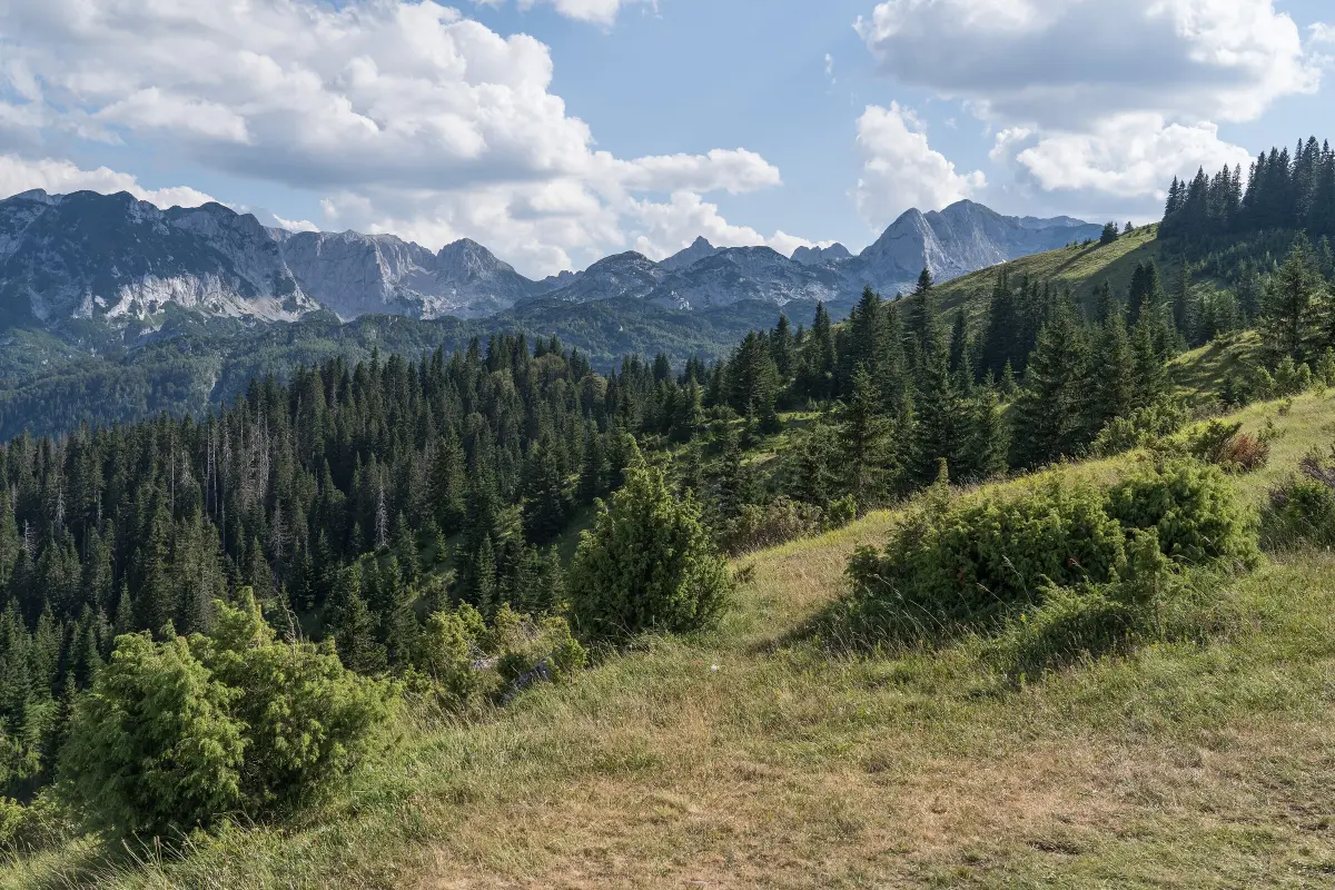 Durmitor peaks above the forest, seen from the slopes above Bosača