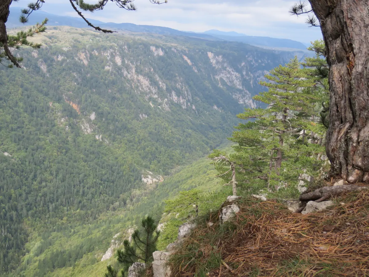 The Sušica canyon from the rim near Mala Crna Gora