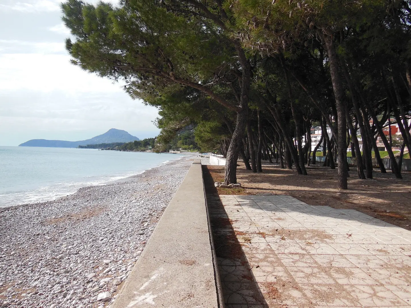 Forêt de pins au bord du rivage
