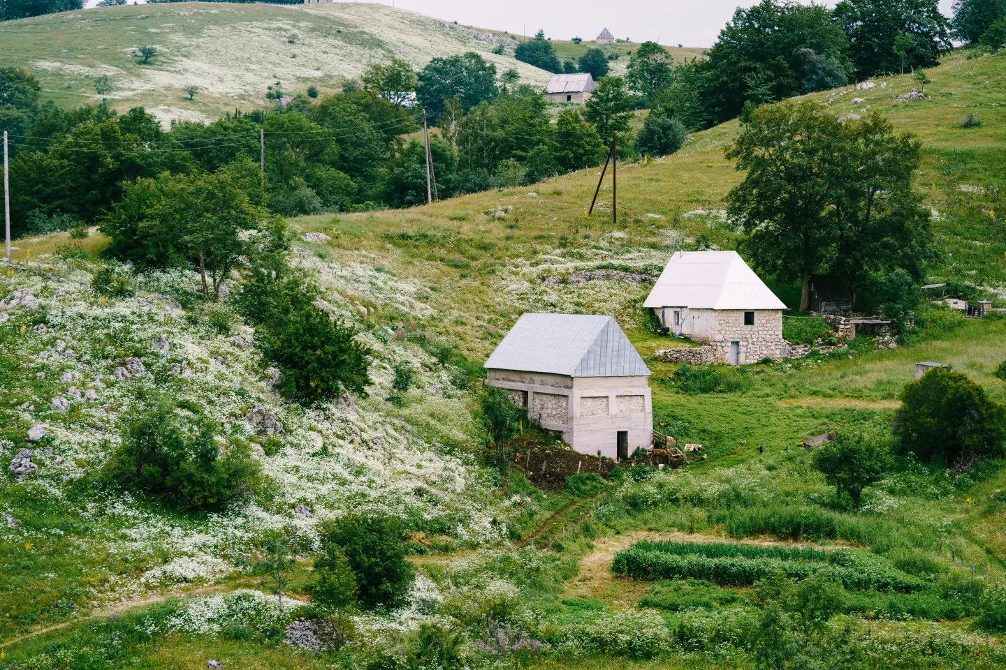 Petnjica