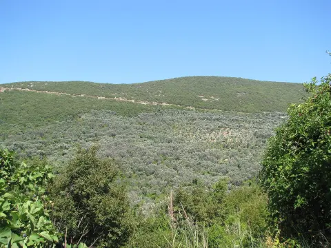 Valdanos, maslinjak, 2011-08-13 - panoramio