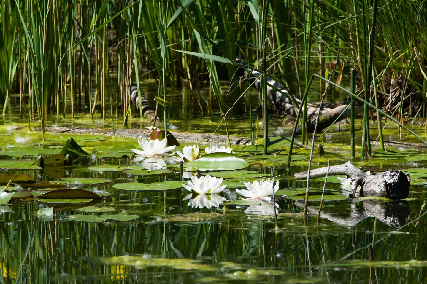 Šasko jezero — prirodni rezervat