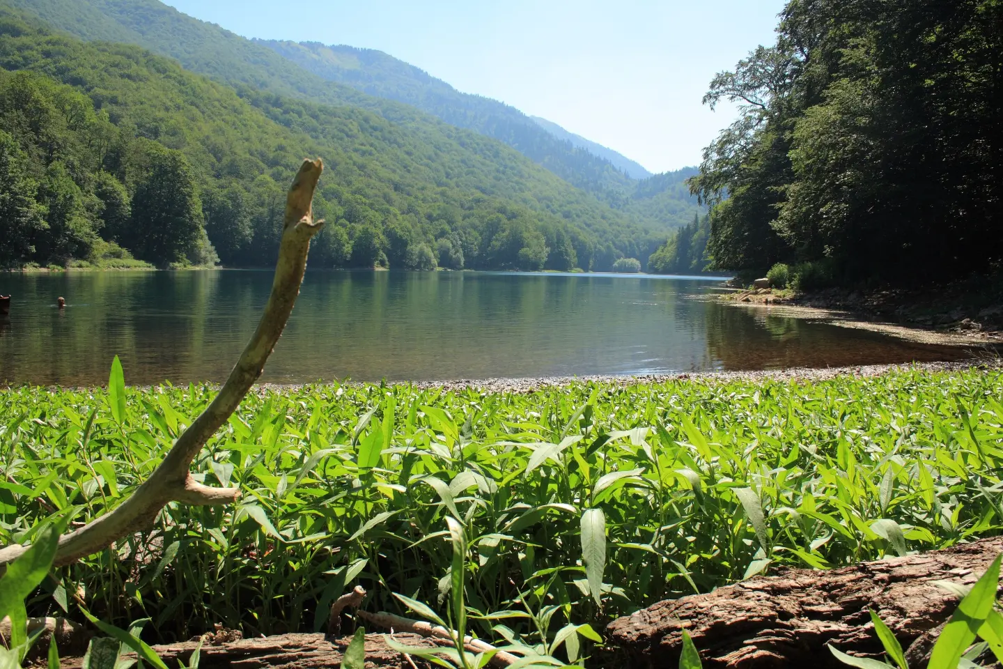 Shore of Biogradsko Lake