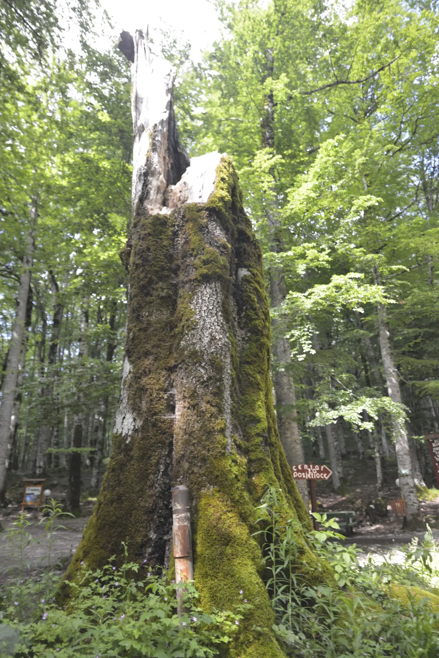 Biogradska Gora old-growth forest