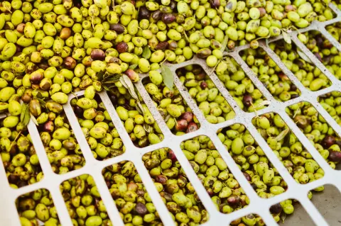 Maslinijada (Olive Festival) — 1