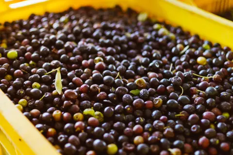 Maslinijada (Olive Festival) — 2