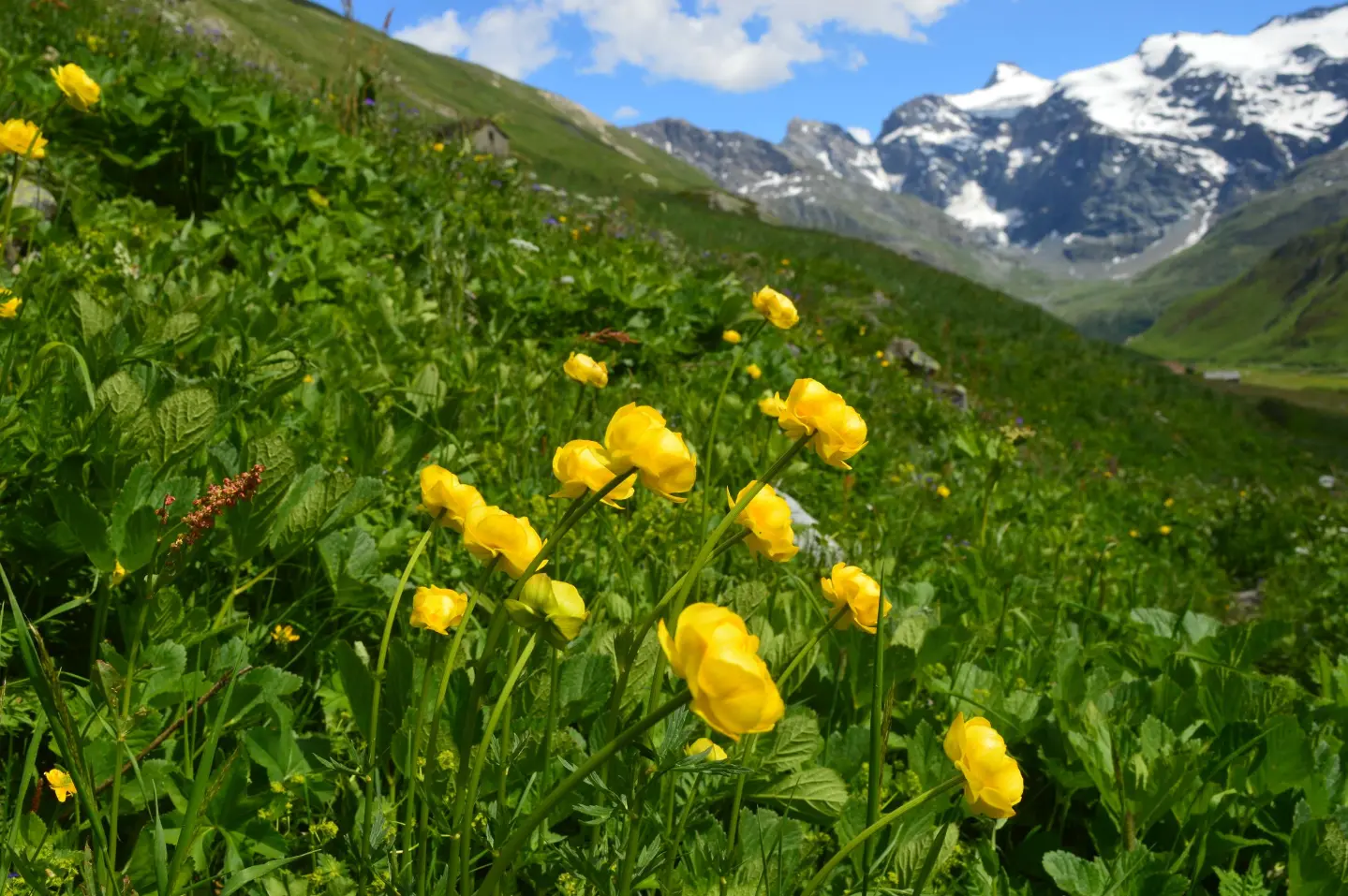 Mountain Flower Days (Dani planinskog cvijeća)