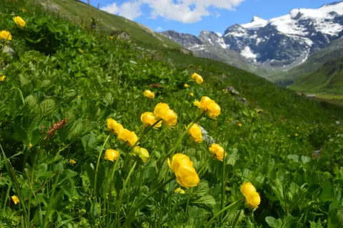 Mountain Flower Days (Dani planinskog cvijeća)