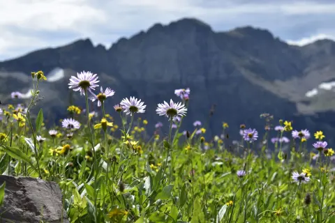 Mountain Flower Days (Dani planinskog cvijeća) — 1