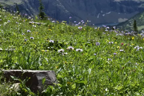 Mountain Flower Days (Dani planinskog cvijeća) — 2