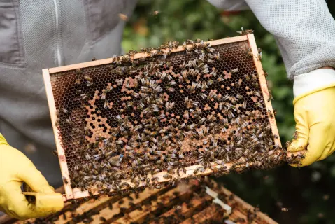 Dani meda (Honey Days) Nikšić — 3