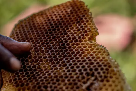 Dani meda (Honey Days) Nikšić — 2