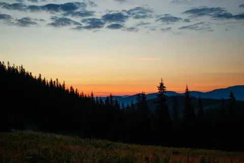 Wild Beauty Art — 2