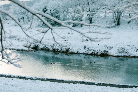 Epiphany Holy Cross Swim (Plivanje za Časni krst) — 3