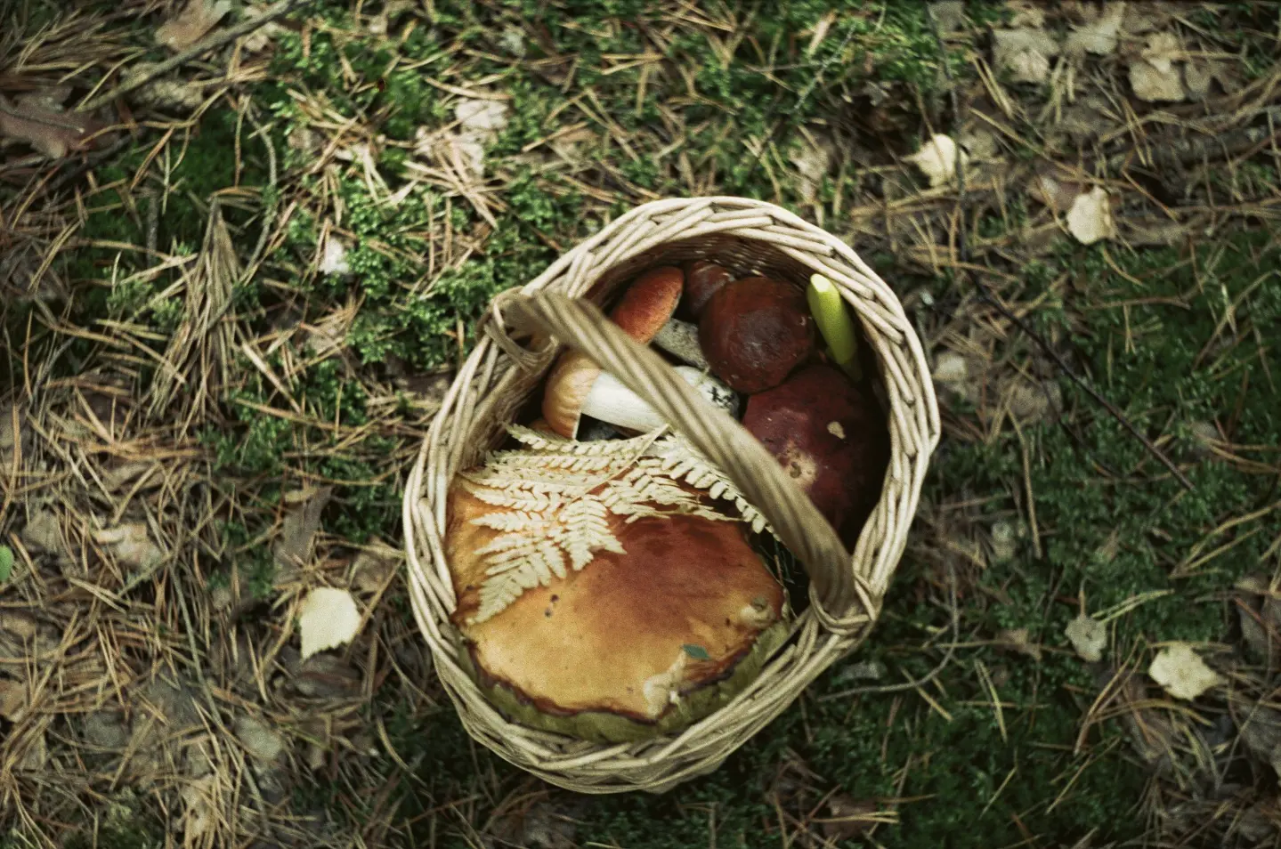 Days of Mushrooms and Medicinal Herbs