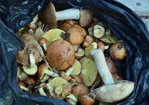 Days of Mushrooms and Medicinal Herbs — 3