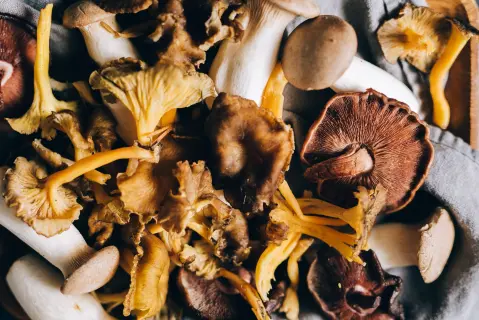 Days of Mushrooms and Medicinal Herbs — 1