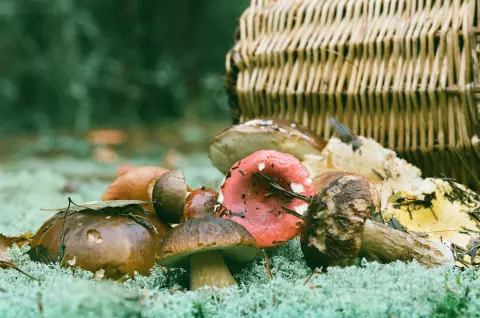 Days of Mushrooms and Medicinal Herbs — 2