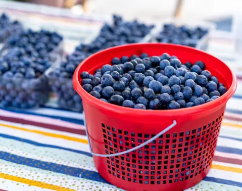 Blueberry Days (Dani borovnice)