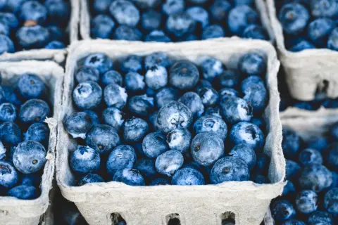 Blueberry Days (Dani borovnice) — 1