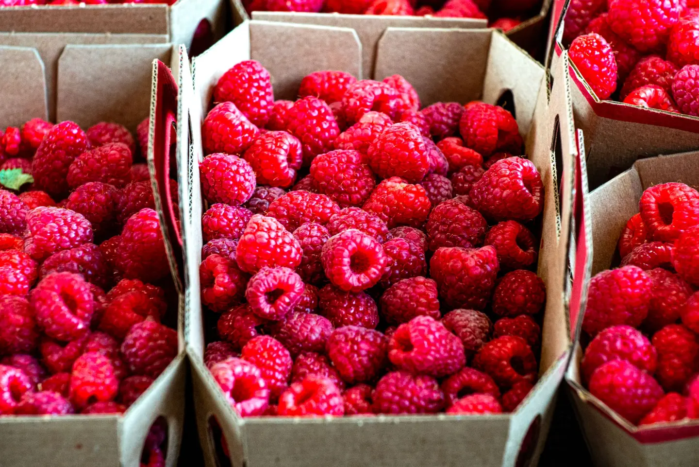 Raspberry Days (Dani maline)