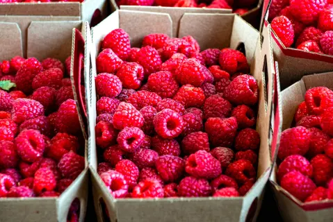 Raspberry Days (Dani maline)