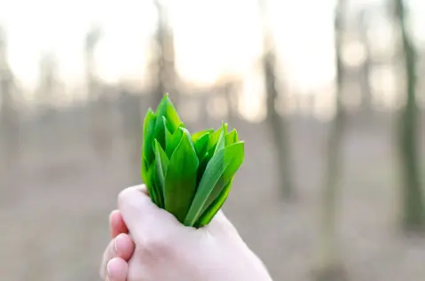 Wild Garlic Days (Dani sremuša)