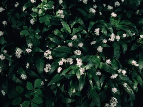 Wild Garlic Days (Dani sremuša) — 3