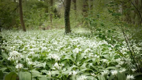 Wild Garlic Days (Dani sremuša) — 1