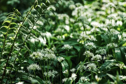 Wild Garlic Days (Dani sremuša) — 2