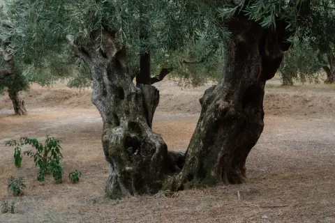 Meetings under the Old Olive Tree — 3