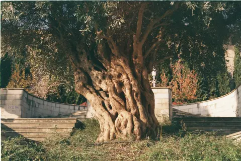 Meetings under the Old Olive Tree — 1