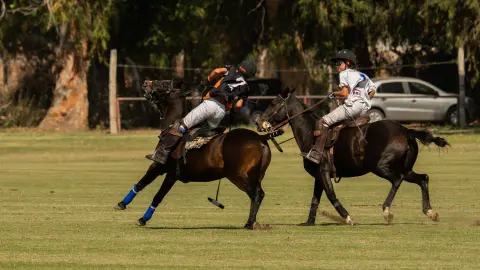 Polo in the Port — 3
