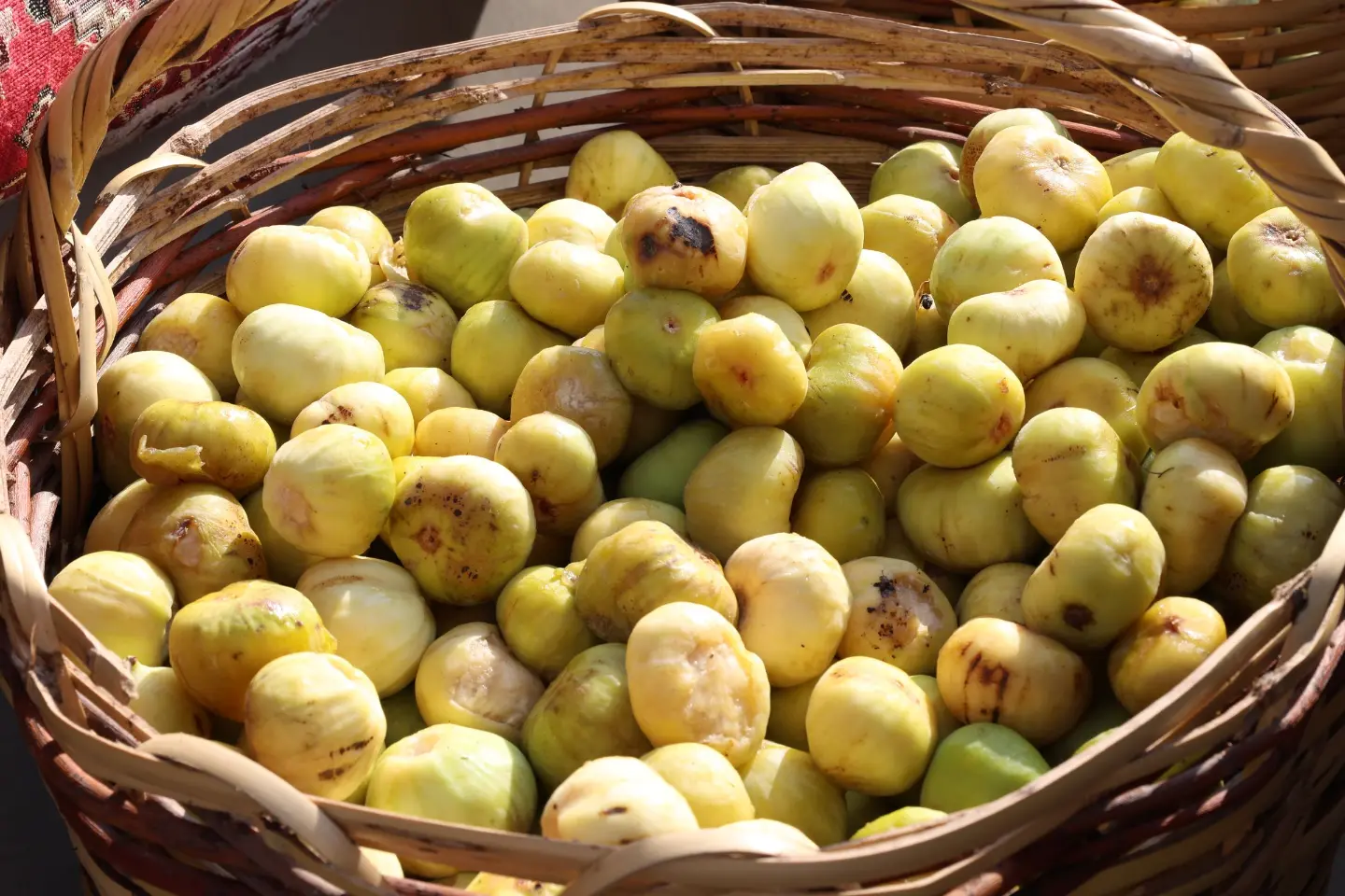 Fig Festival (Praznik smokve)