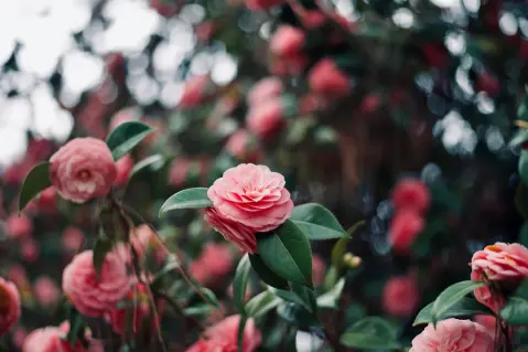 Camellia Days (Fešta kamelija)