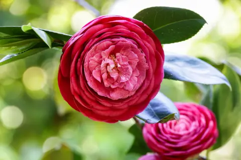 Camellia Days (Fešta kamelija) — 2