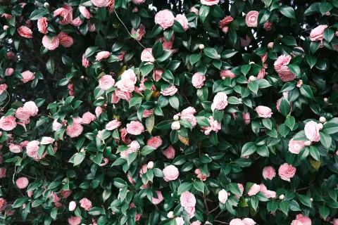 Camellia Days (Fešta kamelija) — 1