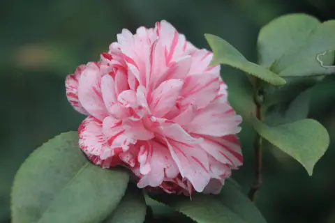 Camellia Days (Fešta kamelija) — 3